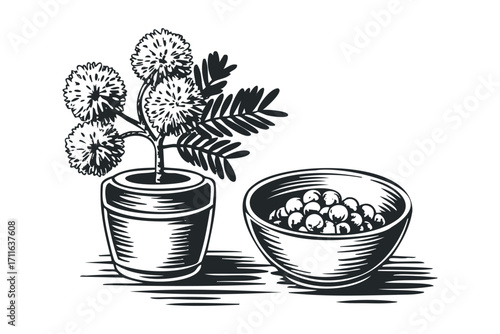 Potted Plant With Pom Pom Flowers and Bowl Of Spheres. Vector hand drawn illustration
