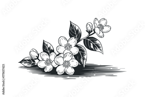 Black and white sketch of jasmine flowers and leaves on a transparent background. Vector hand drawn illustration