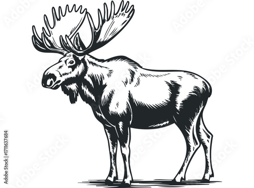 Majestic Moose With Large Antlers Standing. Vector hand drawn illustration