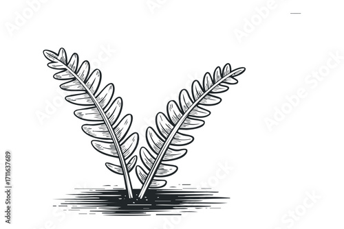 Two Fern Fronds Growing Out of Ground on Transparent. Vector hand drawn illustration
