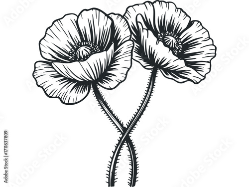 Two poppy flowers with thorny stems in a graphic line art style on a transparent background. Vector hand drawn illustration