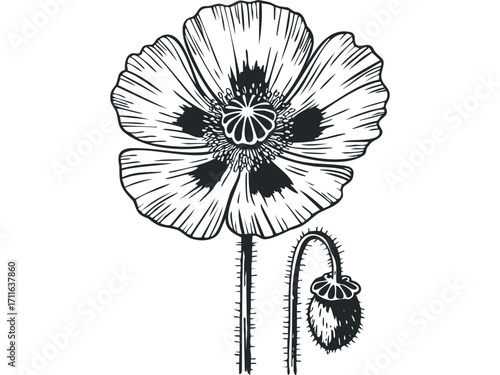 Line drawing of a single poppy flower and bud on transparent background. Vector hand drawn illustration
