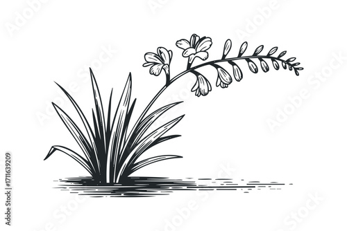 Line drawing of a Freesia flower stalk with leaves. Vector hand drawn illustration