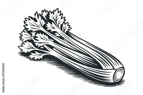 Vintage Celery Stalk with Leaves. Vector hand drawn illustration