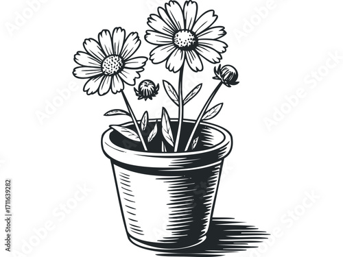 Potted daisies with hatched shading on transparent background. Vector hand drawn illustration