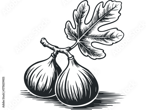 Black and white line art illustration of two figs with a leaf on a transparent background. Vector hand drawn illustration