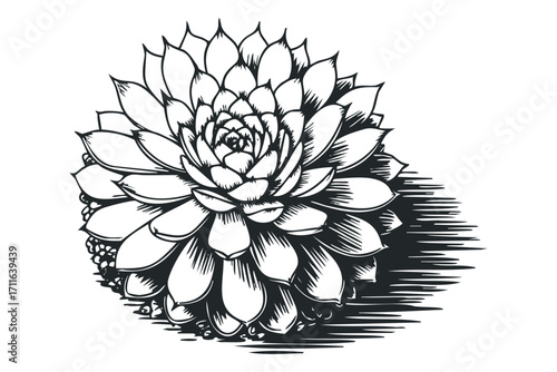 Isolated Hen and Chicks Succulent Plant Graphic. Vector hand drawn illustration