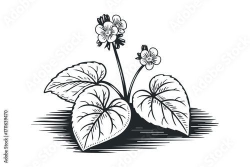 Black and white sketch of a flowering plant with large leaves on a transparent background. Vector hand drawn illustration