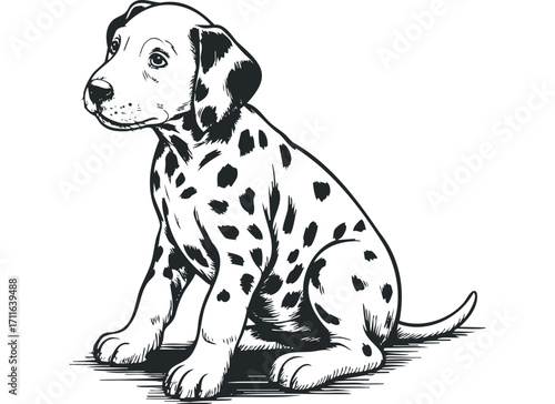 Dalmatian puppy sitting, black and white drawing on transparent background. Vector hand drawn illustration