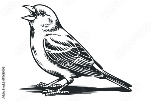Hand drawn singing bird on white. Vector hand drawn illustration