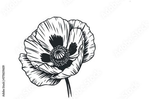 Black ink poppy flower on transparent background. Vector hand drawn illustration