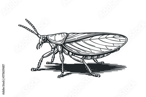 Detailed sketch of a winged insect with visible legs and antennae on a transparent background. Vector hand drawn illustration