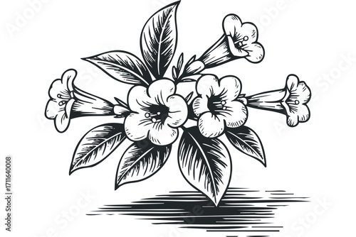 Engraved line art cluster of trumpet flowers and leaves on transparent background. Vector hand drawn illustration