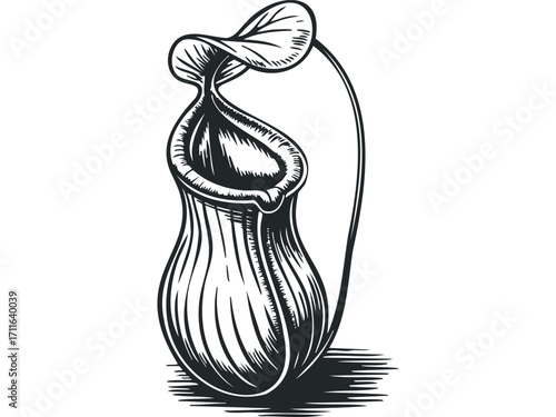 Pitcher Plant with Leaf and Stem. Vector hand drawn illustration