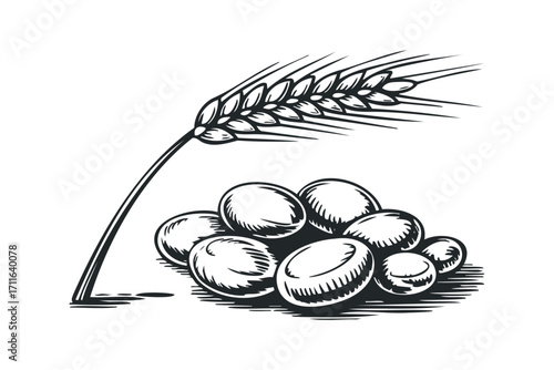 Ears of wheat and pile of grain on transparent background. Vector hand drawn illustration