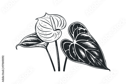 Anthurium Flowers and Leaves. Vector hand drawn illustration