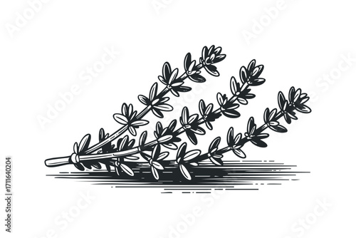 Branch of fresh thyme sprigs hand-drawn on transparent background. Vector hand drawn illustration