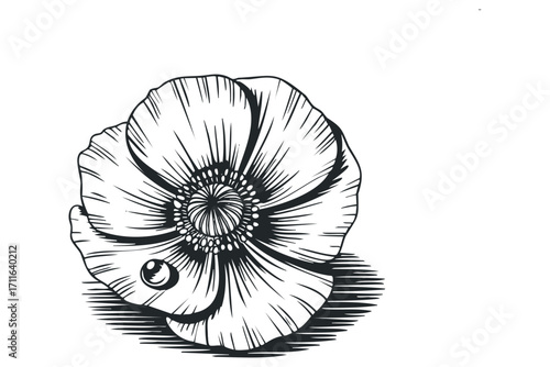 Line Art Anemone Flower with Dewdrop. Vector hand drawn illustration