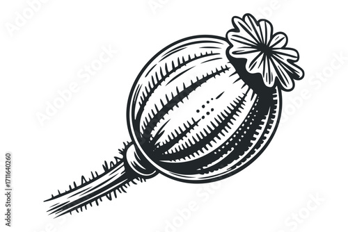 Poppy seed head in black and white on transparent background. Vector hand drawn illustration