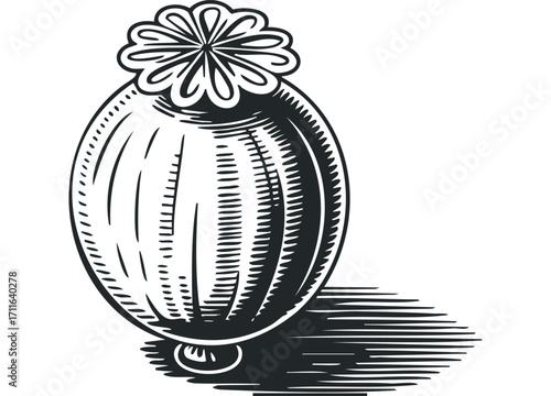 Engraved Poppy Seed Pod with Stylized Shadow. Vector hand drawn illustration