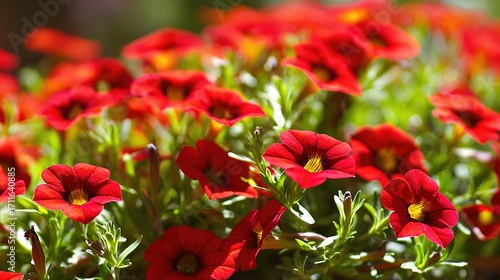Vibrant red Calibrachoa flowers in soft focus, bathed in morning light. Nature's delicate beauty in a single bloom.