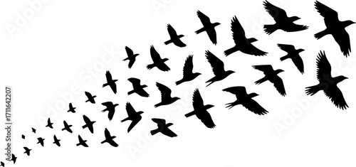 Silhouette of Flocking Birds in Flight
