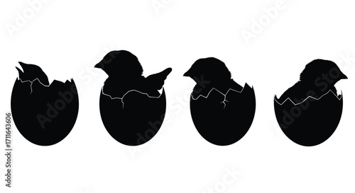 Four stages of a chick hatching from egg silhouette sequence vector