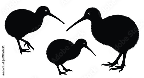 Three silhouette kiwi birds native to new zealand wildlife collection vector