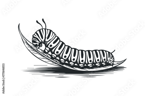 Black and white drawing of a striped caterpillar on a leaf. Vector hand drawn illustration