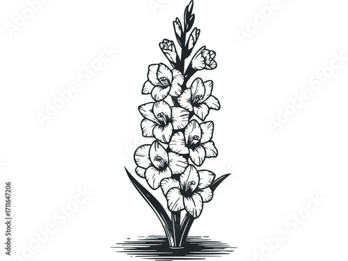 Black and white gladiolus flower stalk with blooming petals and buds on transparent. Vector hand drawn illustration