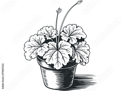 Potted Geranium Plant With Buds on Transparent Background. Vector hand drawn illustration