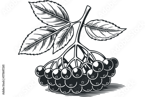 Bunch of ripe berries with leaves isolated on transparent background. Vector hand drawn illustration