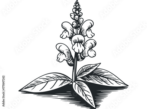 Black and white line art drawing of a flowering plant with lobed leaves. Vector hand drawn illustration