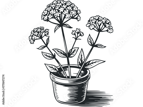 Potted plant with small flowers and leaves in a simplistic linocut style. Vector hand drawn illustration