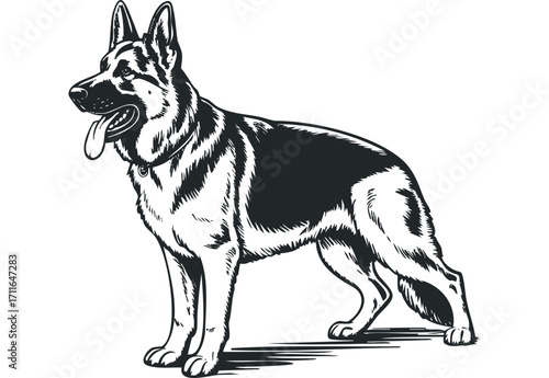 German Shepherd Dog Standing on Transparent Background. Vector hand drawn illustration