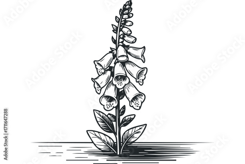 Foxglove plant with bell shaped flowers and leaves on white background. Vector hand drawn illustration