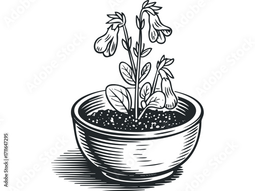 Line drawing of potted flowering plant with bell shaped blooms. Vector hand drawn illustration