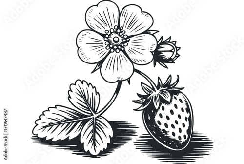 Black and white strawberry plant illustration with fruit flower and leaf. Vector hand drawn illustration
