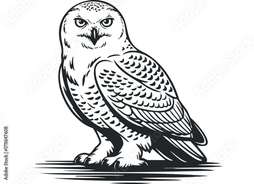 Snowy Owl Bird Illustration. Vector hand drawn illustration