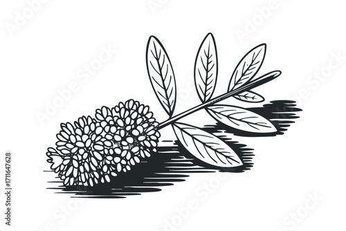 Monochromatic outline of a flowering plant sprig with detailed leaves and shadow on white. Vector hand drawn illustration