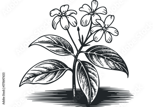 Botanical line drawing of flowering plant with detailed leaves. Vector hand drawn illustration