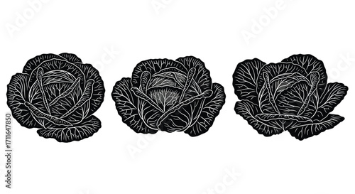 Three detailed black and white artistic impressions of lettuce heads isolated on white vector