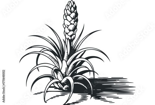 Black and white ink sketch of a bromeliad plant on a transparent background. Vector hand drawn illustration