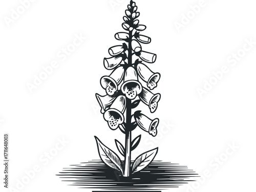Gothic Foxglove flower spike detailed line art. Vector hand drawn illustration