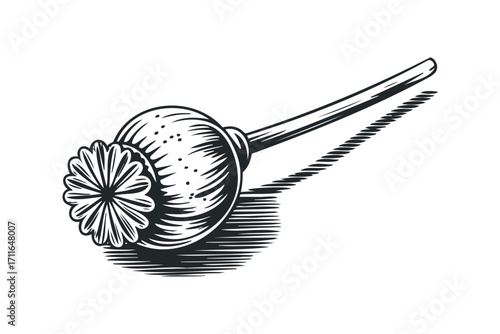 Poppy seed head with a stem and shadow on a transparent background. Vector hand drawn illustration