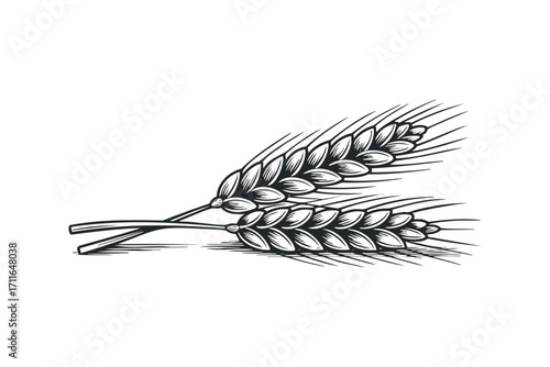 Two Wheat Stalks on Transparent Background. Vector hand drawn illustration