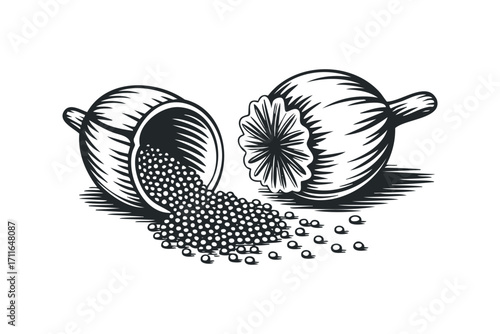 Poppy seed pods with seeds spilling on transparent background. Vector hand drawn illustration