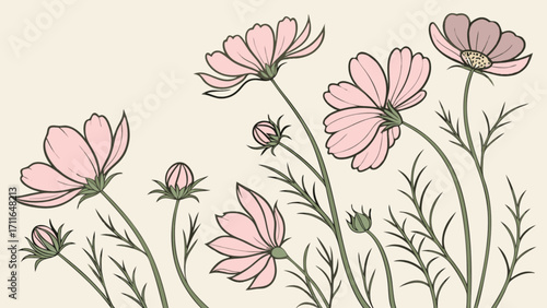 Illustration of several pink cosmos flowers with green stems and buds on a light background
