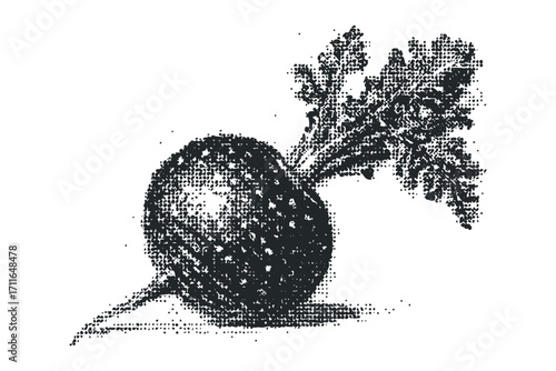Black and white textured turnip with leaves on a white background,. Vector hand drawn illustration