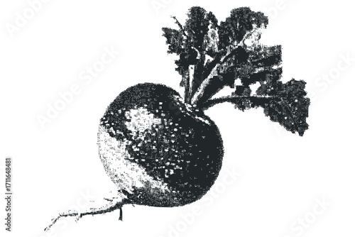 Radish root vegetable with leafy green tops on transparent background. Vector hand drawn illustration